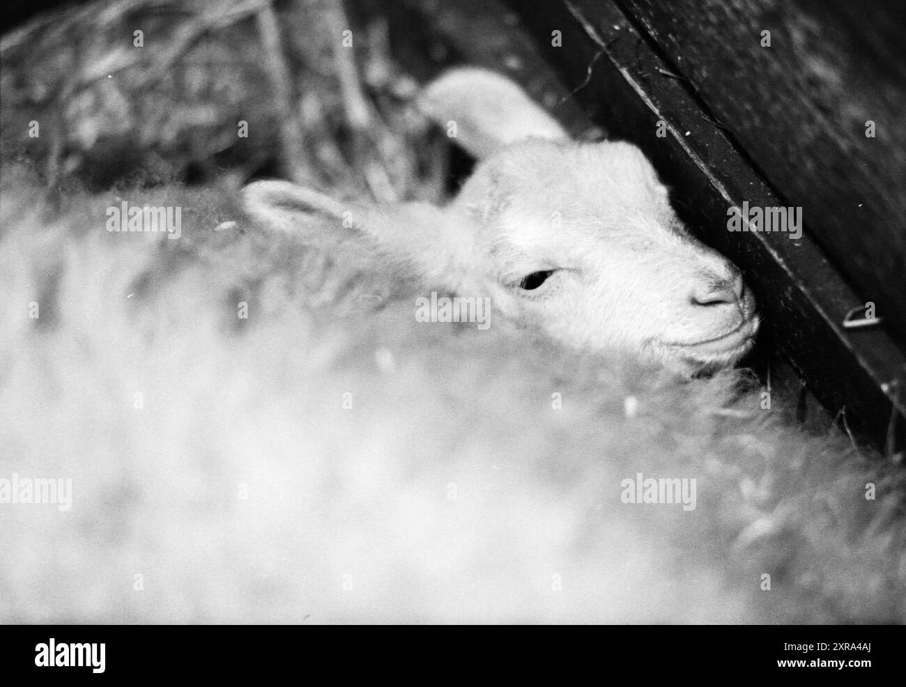 Little Lamb, de Eenhoorn Streichelzoo, Haarlem, Niederlande, 19-03-1992, Whizgle Dutch News: Historische Bilder zugeschnitten auf die Zukunft. Erkunden Sie die Vergangenheit der Niederlande mit modernen Perspektiven durch Bilder von niederländischen Agenturen. Verbinden der Ereignisse von gestern mit den Erkenntnissen von morgen. Begeben Sie sich auf eine zeitlose Reise mit Geschichten, die unsere Zukunft prägen. Stockfoto