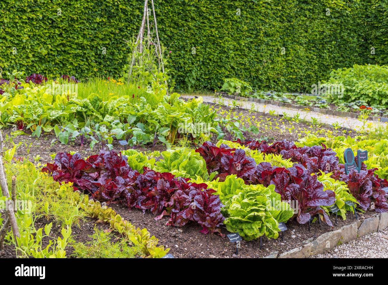 Kleiner Töpfergarten mit Reihen von rot- und grünblättrigen Salatpflanzen. Stockfoto