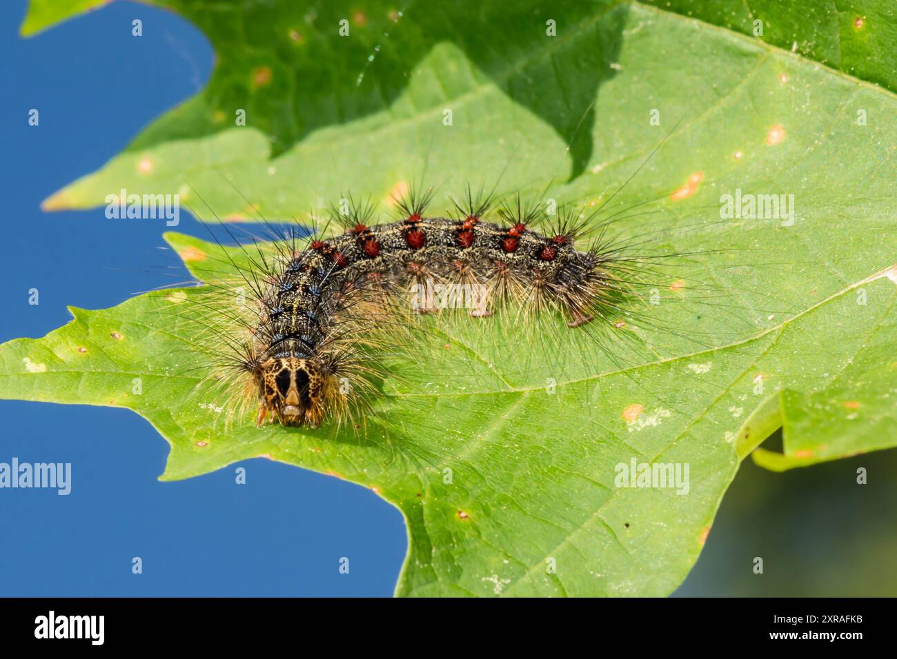 Schwammige Mottenraupe – Lymantria dispar Stockfoto