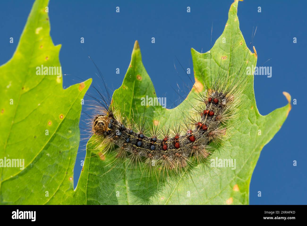 Schwammige Mottenraupe – Lymantria dispar Stockfoto