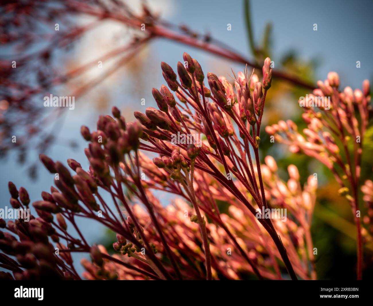 Zierstrauch im Gegenlicht Stockfoto