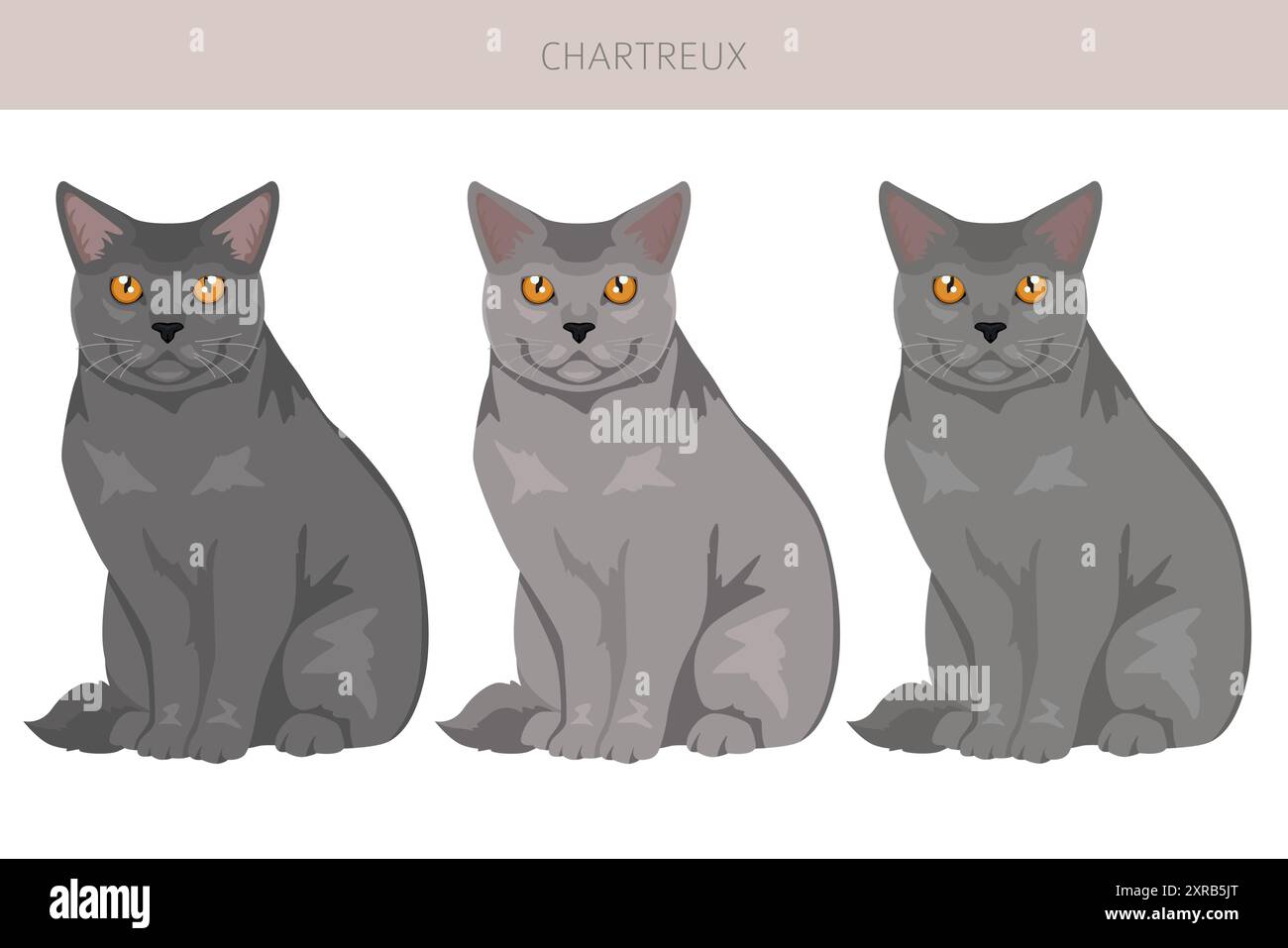 Chartreux Cat Clipart. Alle Lackfarben festgelegt. Infografik zu den Merkmalen aller Katzenrassen. Vektorabbildung Stock Vektor