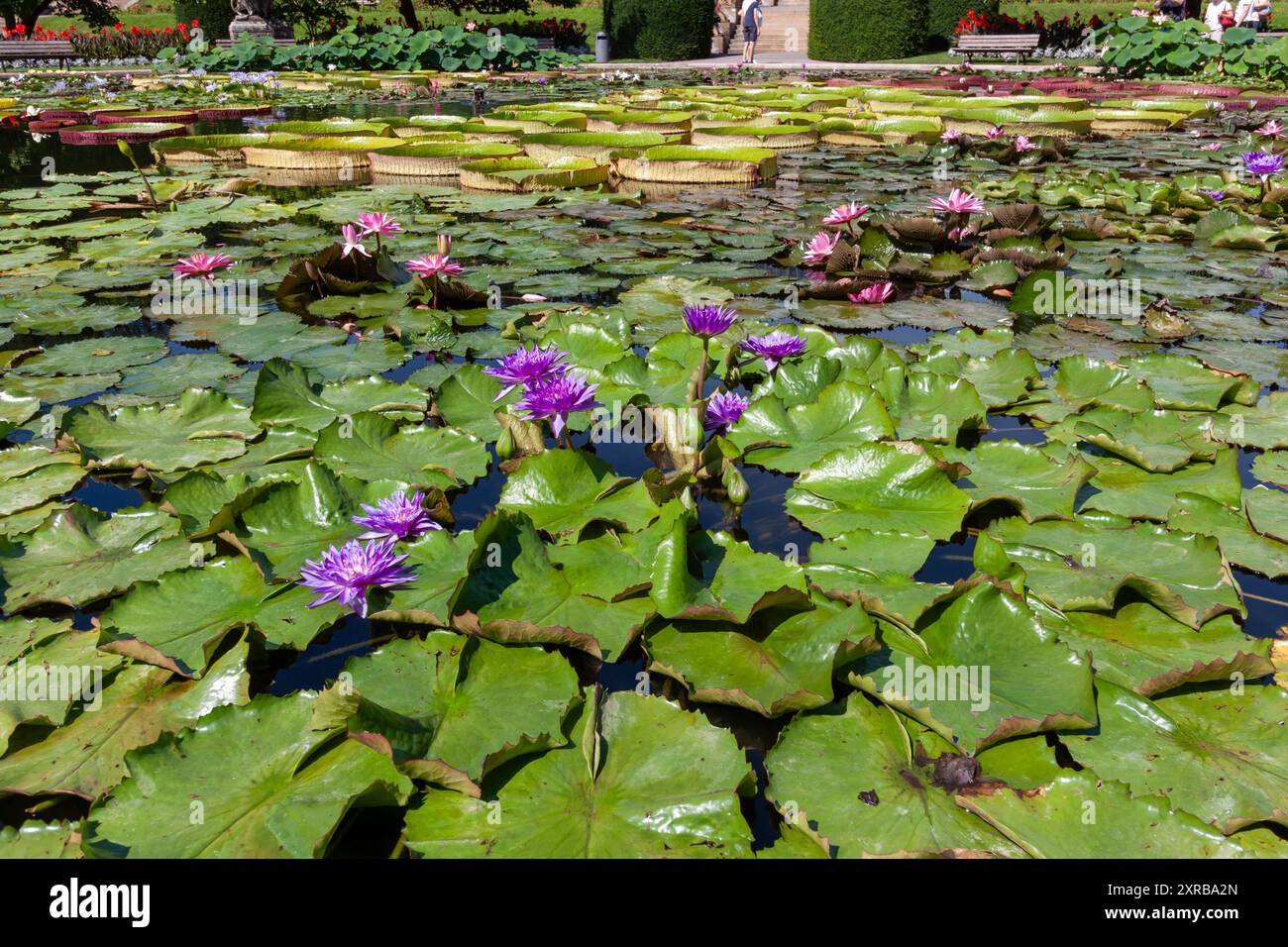 Tropische Seerosen im zoologischen und botanischen Garten Wilhelma in Stuttgart Stockfoto