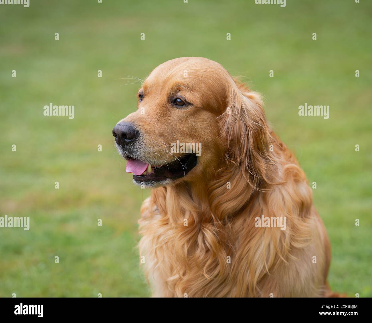 Porträt eines männlichen goldenen Retriever-Hundes. Nahaufnahme eines Reifen männlichen Goldenen Retrievers auf natürlichem Feld. Stockfoto
