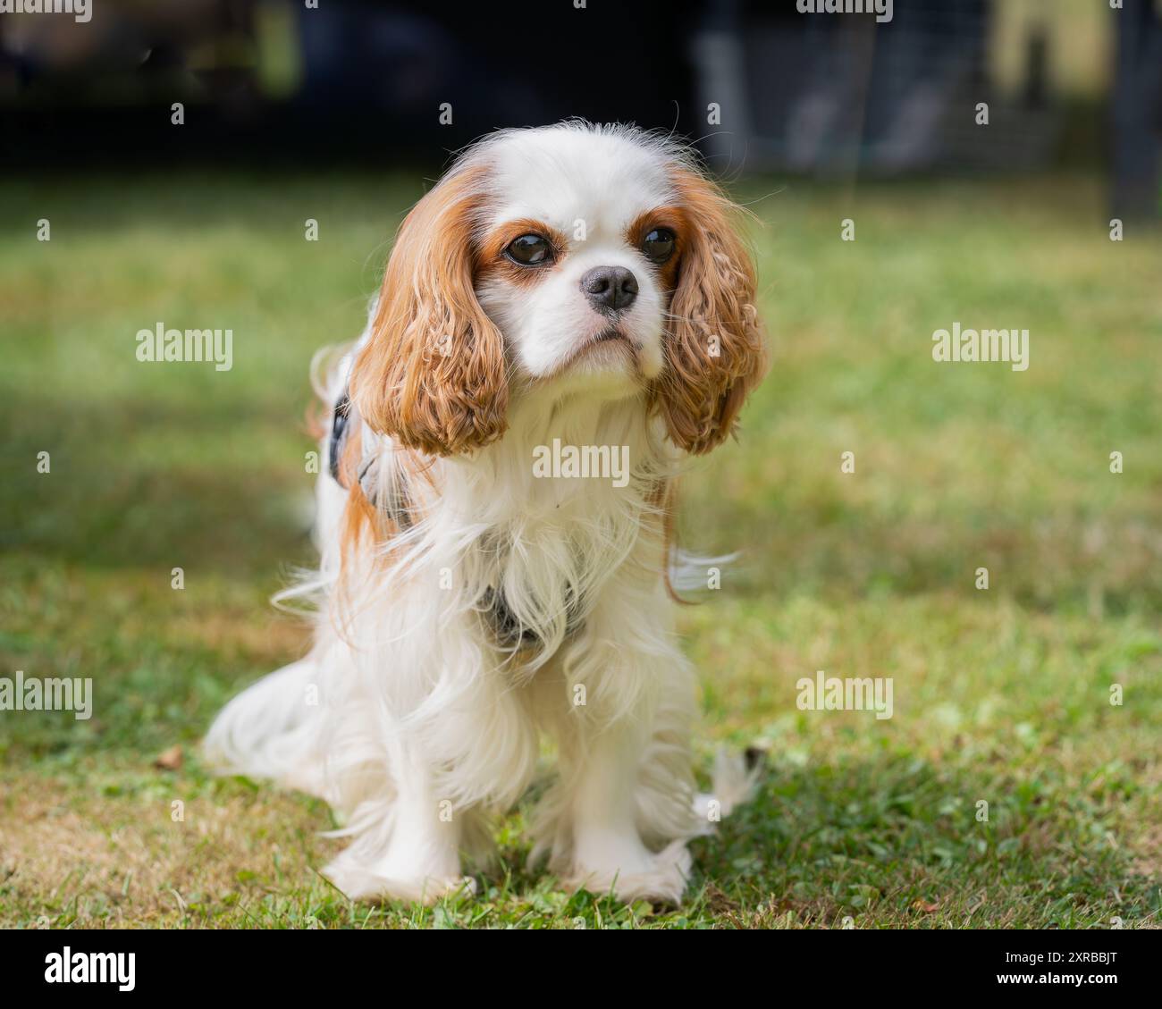 Weiß-rot gefärbter Kavalier der Hunderasse König Charles Spaniel, Porträt. Blenheim Farbe Cavalier King Charles Spaniel Hund in der Natur an einem sonnigen Tag. Stockfoto