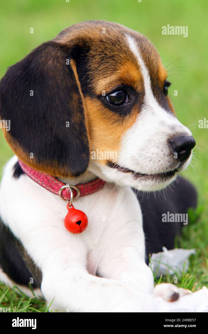 Süße Beagle Welpen in der Wiese Stockfoto