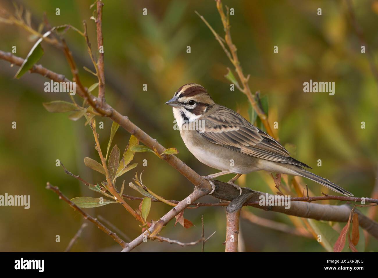 Lark Sparrow (Chondestes grammacus) Sacramento County Kalifornien USA Stockfoto