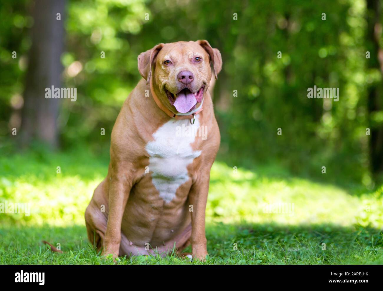 Ein fettleibiger Labrador Retriever Mischhund, der draußen sitzt Stockfoto