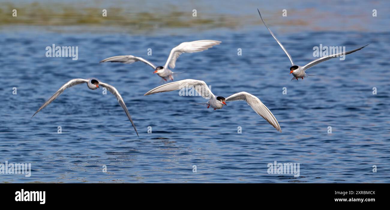 Vier Seeschwalben (Sterna hirundo) im Brutgefieder im Flug, Angeln im See im Sommer Stockfoto