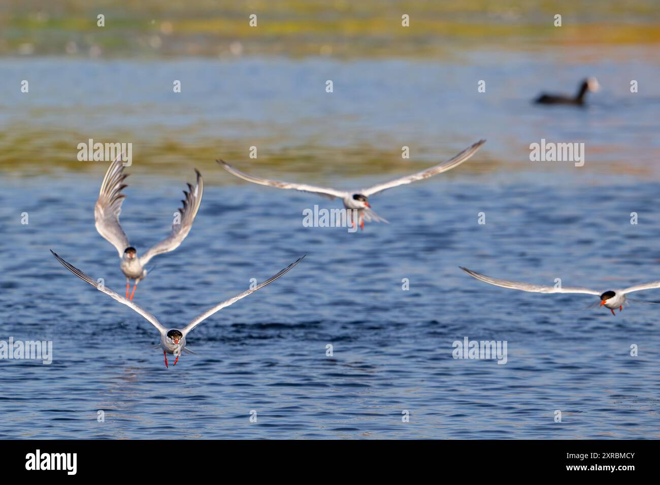 Vier Seeschwalben (Sterna hirundo) im Brutgefieder im Flug, Angeln im See im Sommer Stockfoto