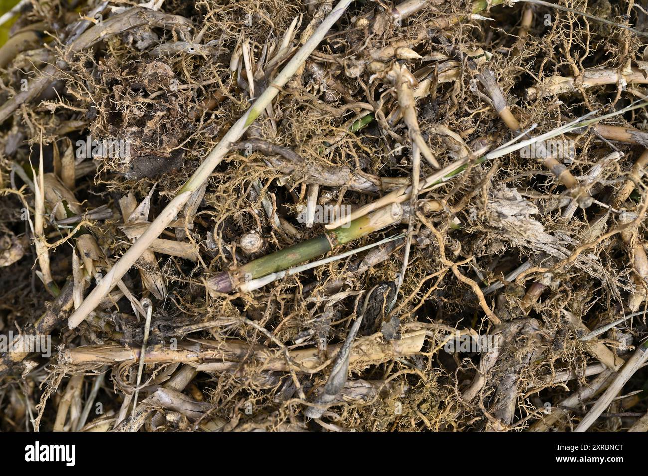 Bamboo roots -Fotos und -Bildmaterial in hoher Auflsung  Alamy