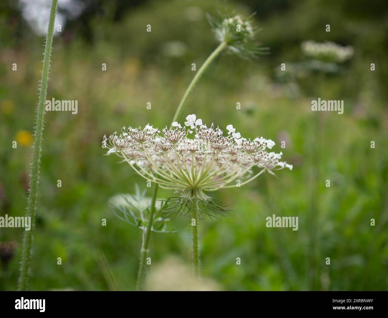 Nahaufnahme einer wilden Karottenblüte (Daucus carota) im späten Frühjahr auf einer britischen Wiese Stockfoto
