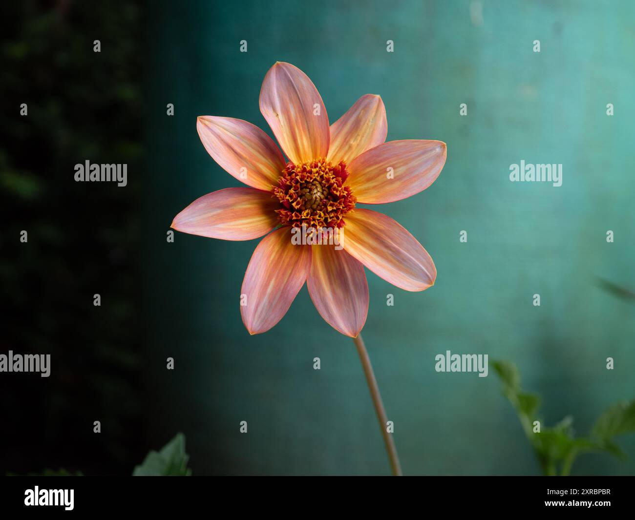 Eine einzige Dahlienblume aus Tangerine vor einem einfachen türkisfarbenen Hintergrund im Herbst, die die zweifarbigen Blütenblätter mit Platz für Kopien zeigt Stockfoto