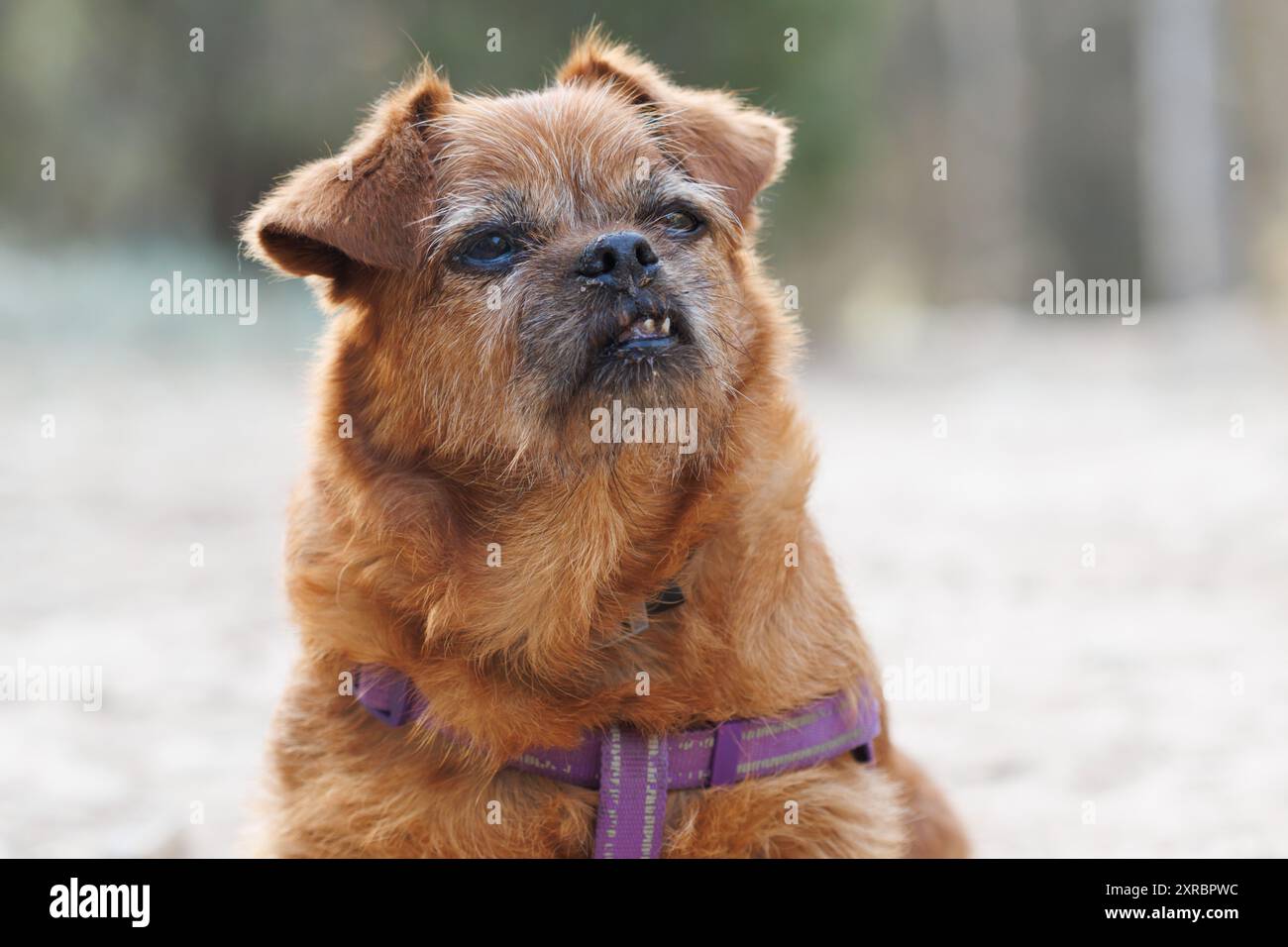 Menschlicher Ausdruck mit hochmütigem Aussehen des alten Hundes Nami mit Zahnfleischerkrankung. Alcoy, Spanien Stockfoto