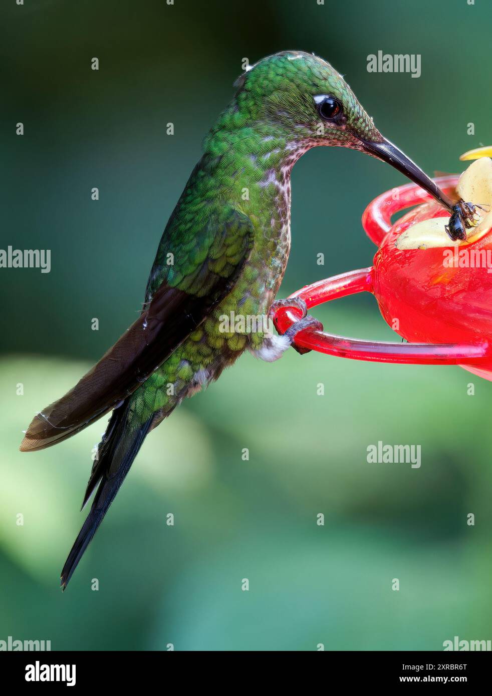 Grünstirn-Brillantkolibri, Brillantkolibri, Brillant fer-de-Lanze, Heliodoxa jacula, zöldkoronás briliánskolibri, Mindo-Tal, Ecuador Stockfoto