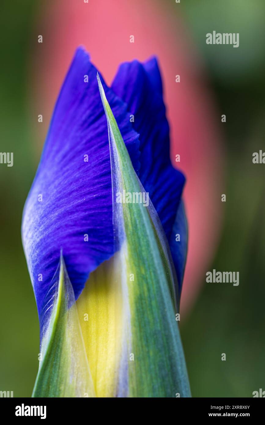 Zwei vernetzte Iris, Knospen, Nahaufnahme im Blumengarten Stockfoto