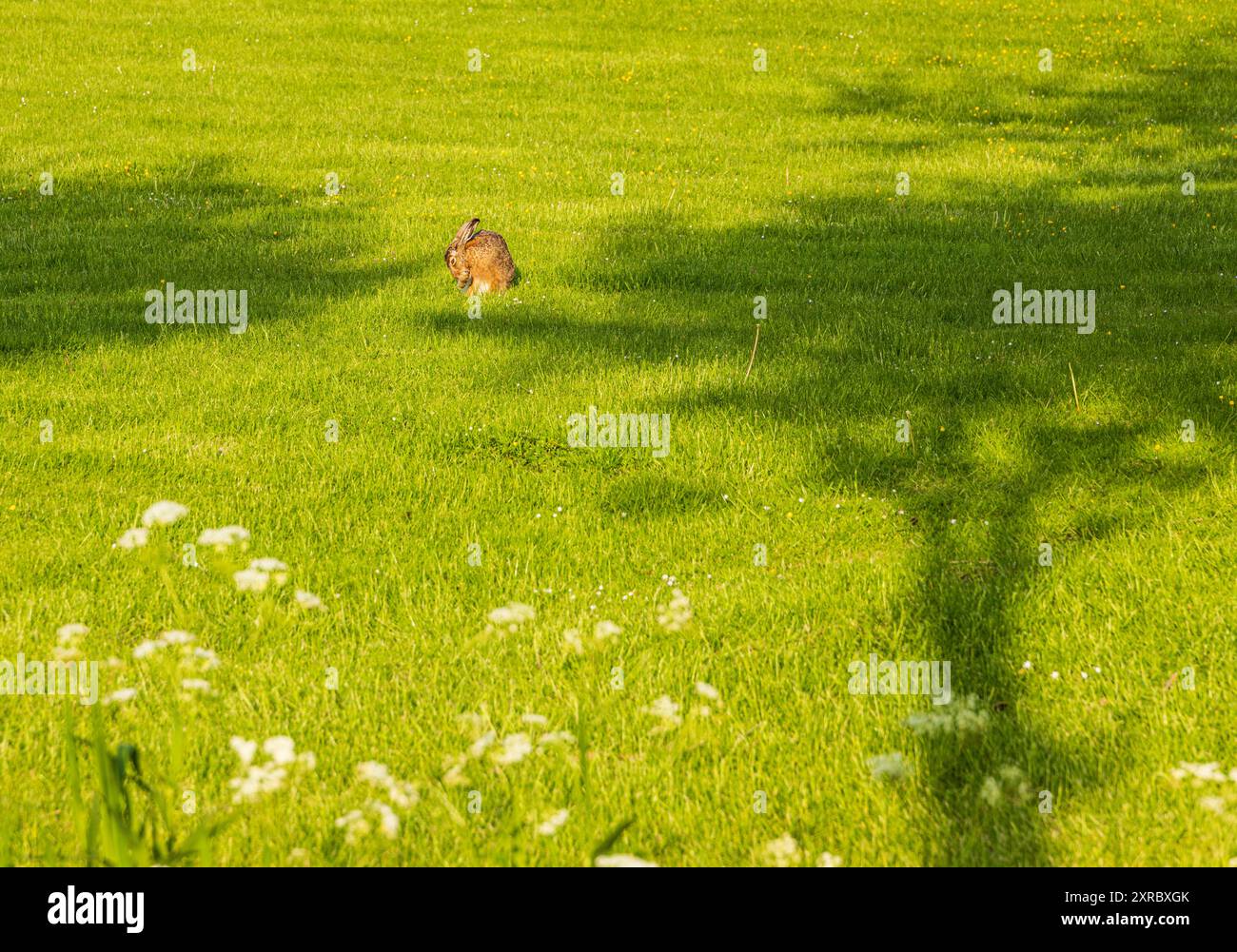 Brauner Hase, der auf einer Wiese sitzt Stockfoto