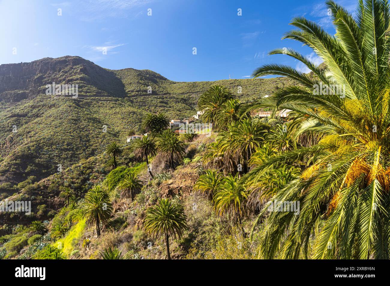 Kanarienpalmen in der Masca-Schlucht im Teno-Gebirge, Masca, Teneriffa, Kanarische Inseln, Spanien Stockfoto