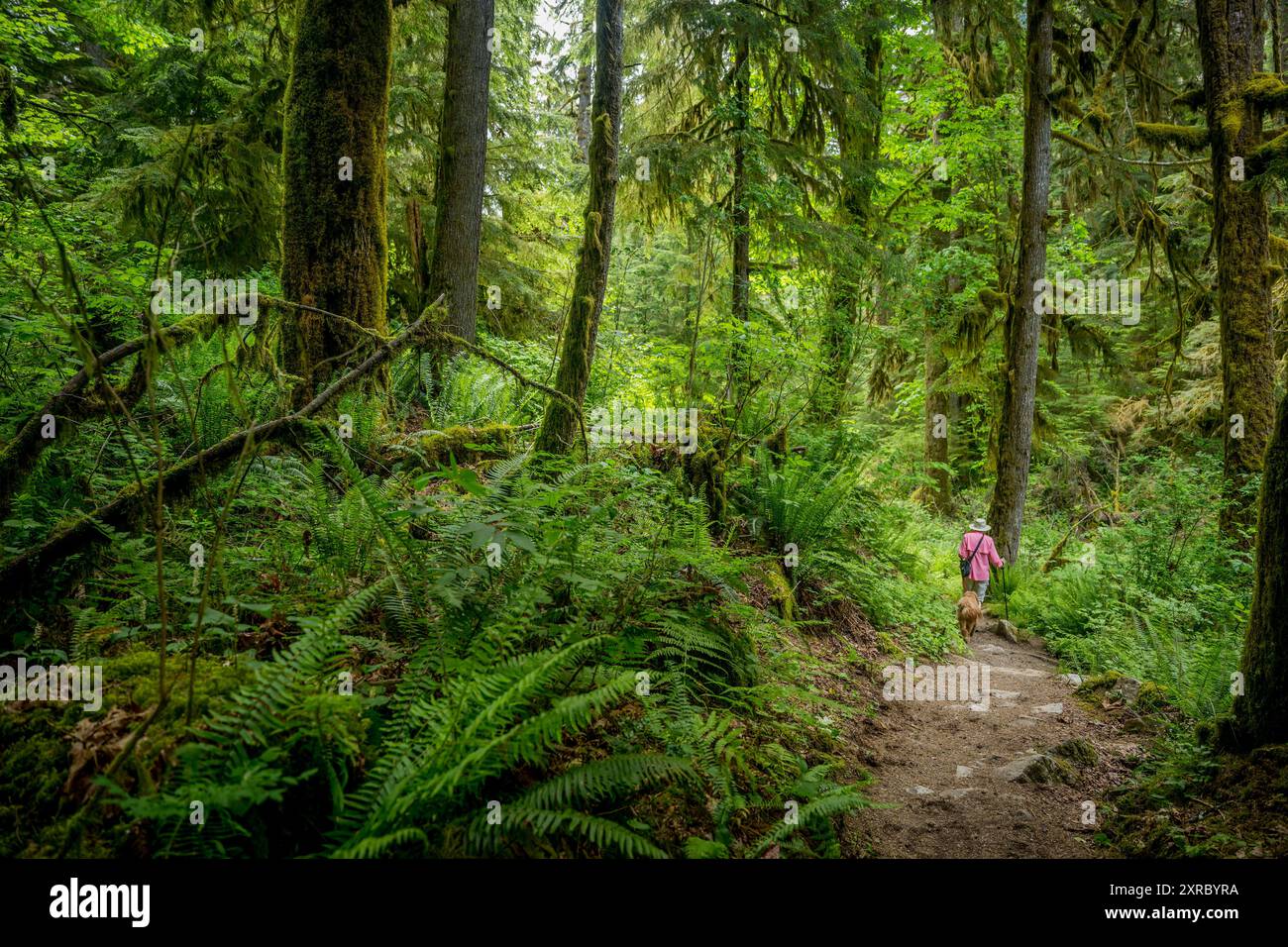 Eine Frau (freigelassen) mit einer goldenen Miniatur-Kritzelei auf dem Middle Fork Snoqualmie River Trail im Middle Fork Snoqualmie River Valley, nahe Norden Stockfoto