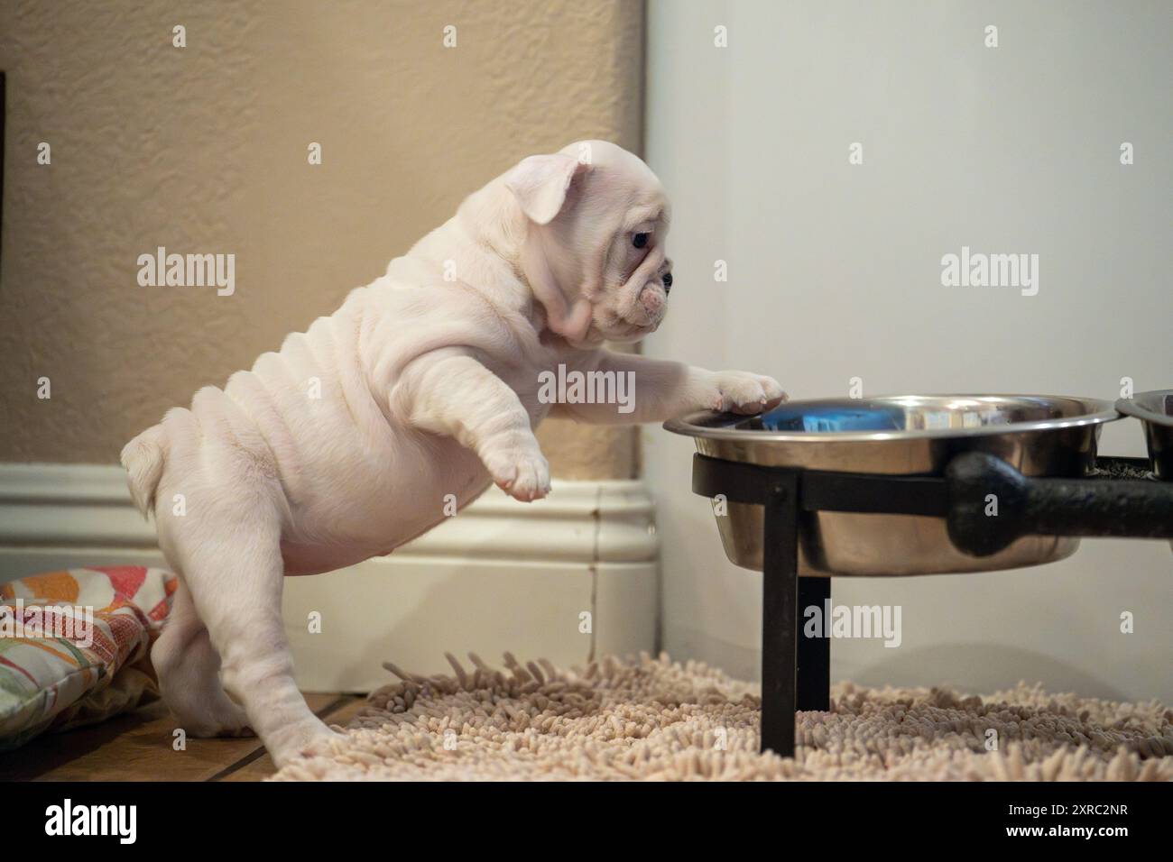 Weißer Bulldog-Welpe, der mit seinen Wasserschalen in natürlicher Innenbeleuchtung spielt Stockfoto