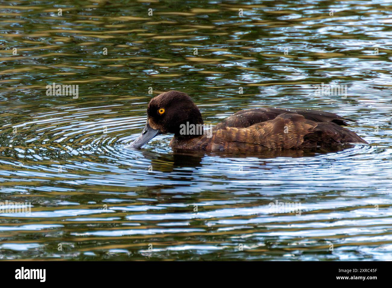 Weibliche getuftete Ente in europäischen und asiatischen Seen. Tauchgänge für Weichtiere, Insekten und Wasserpflanzen. Häufig in Süßwasser-Lebensräumen in EUR zu finden Stockfoto