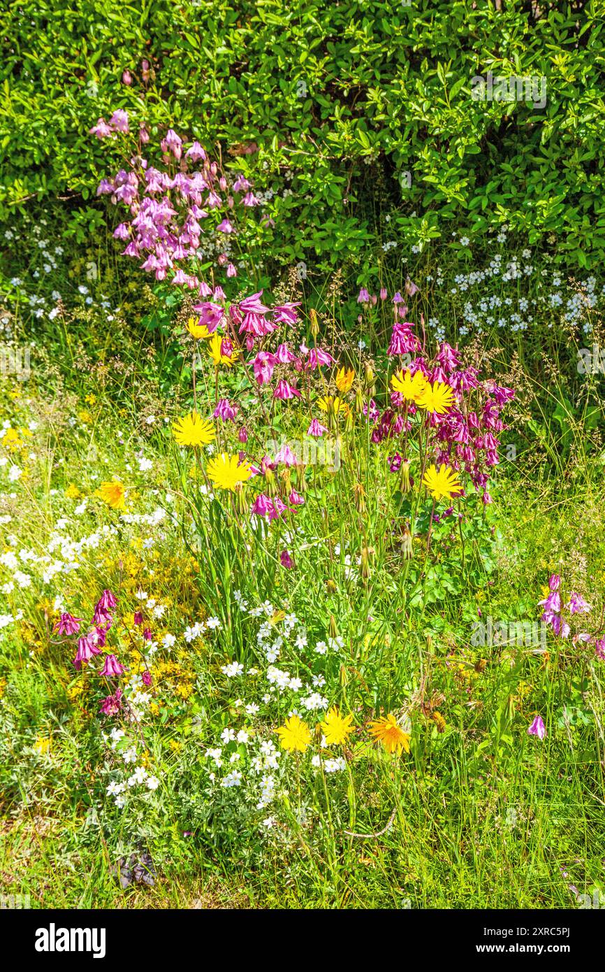 Aquilegia ist eine Pflanzengattung aus der Familie der Butterblumen (Ranunculaceae) Stockfoto