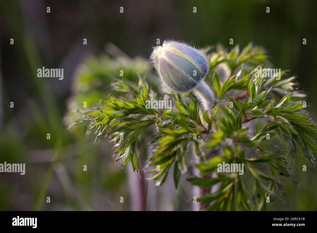 alpenpasqueflower, Brocken, Harz, Mittelgebirge, Norddeutschland, Sachsen-Anhalt Stockfoto