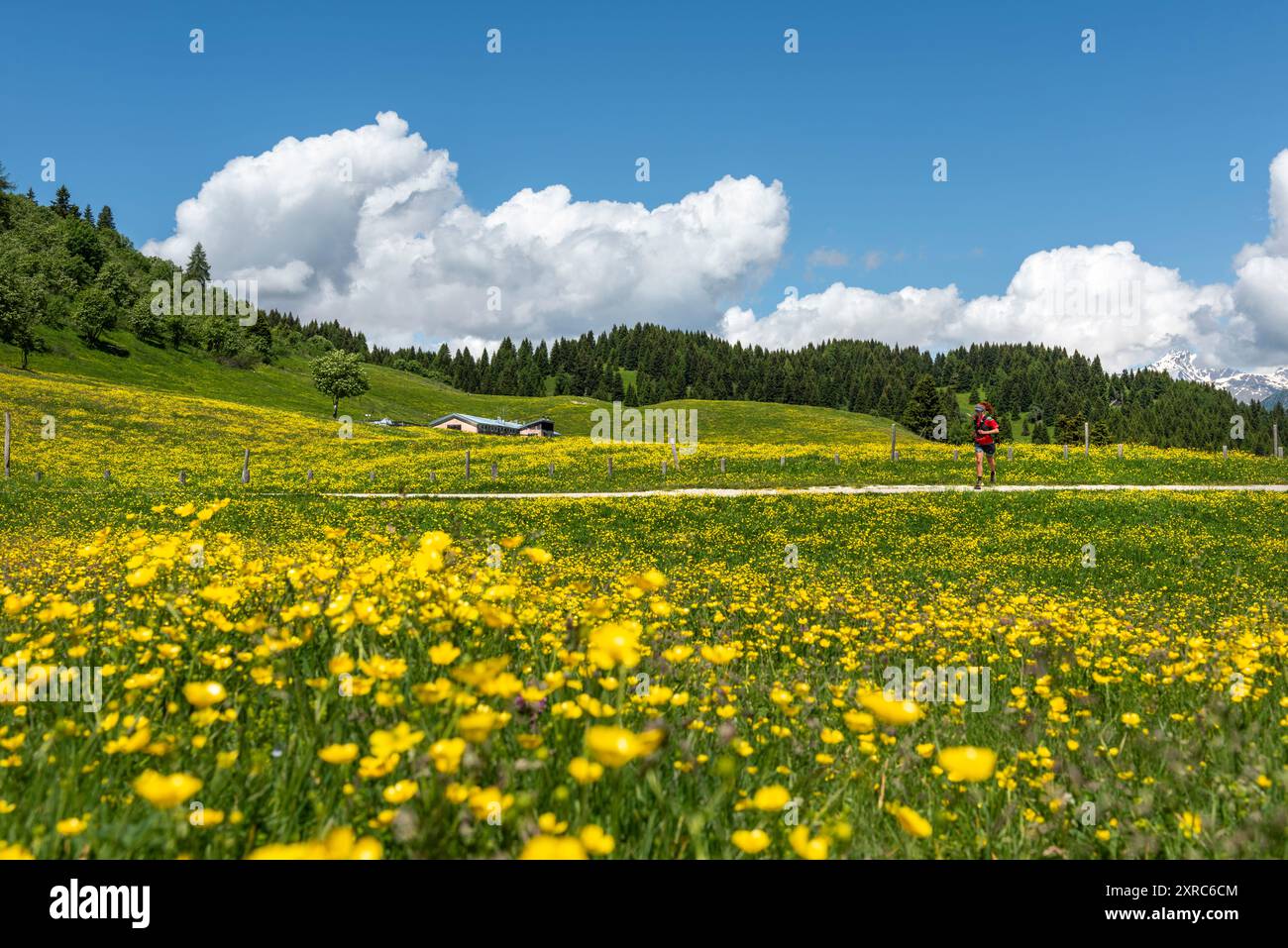 In den Bergen über die blühenden Wiesen des Peller zu laufen, ist eine sehr befriedigende sportliche Aktivität, Europa, Italien, Trentino Südtirol, Nontal, Trient District, Cles Stockfoto