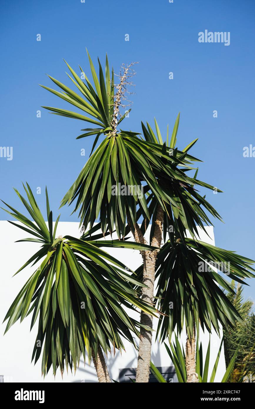 Große Yucca-Palme vor einem weiß getünchten Gebäude auf Lanzarote, Kanarischen Inseln Stockfoto