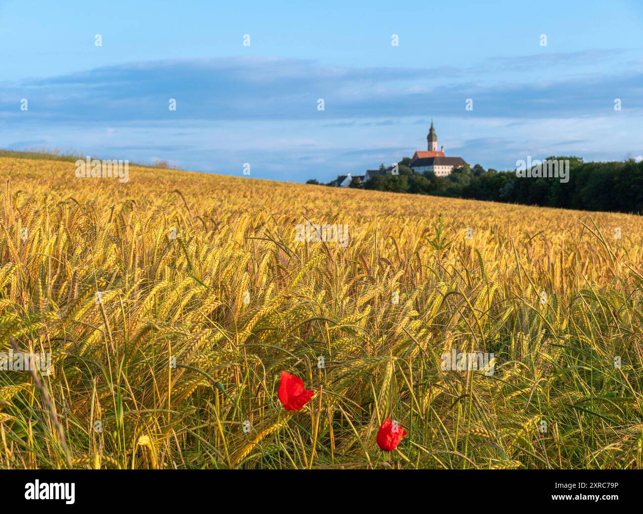 Kornfeld bei Kloster Andechs im Abendlicht, Oberbayern, Bayern, Deutschland, Europa Stockfoto