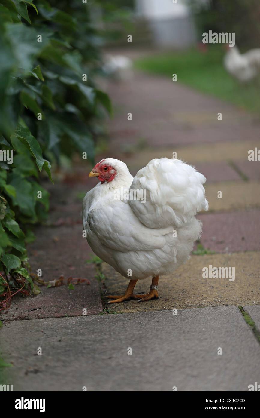 Weißes Huhn in einem Stadtgarten Stockfoto
