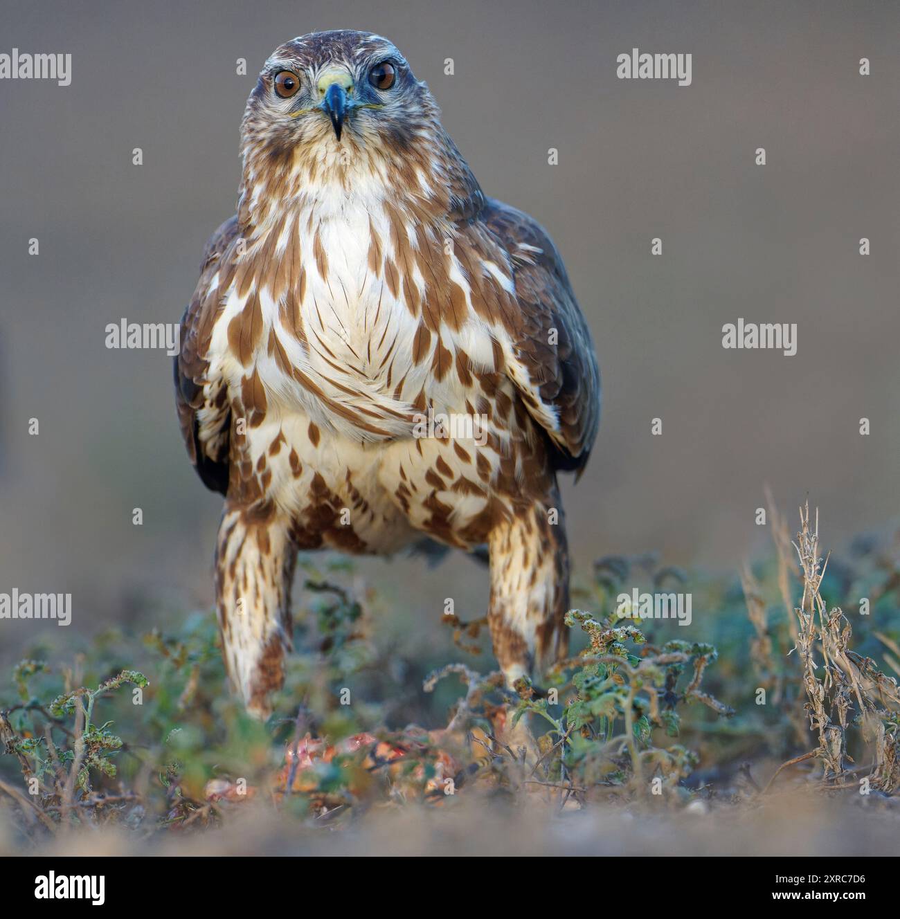 Bussard (Buteo buteo), Porträt, Katalonien, Pyrenäen, Spanien Stockfoto