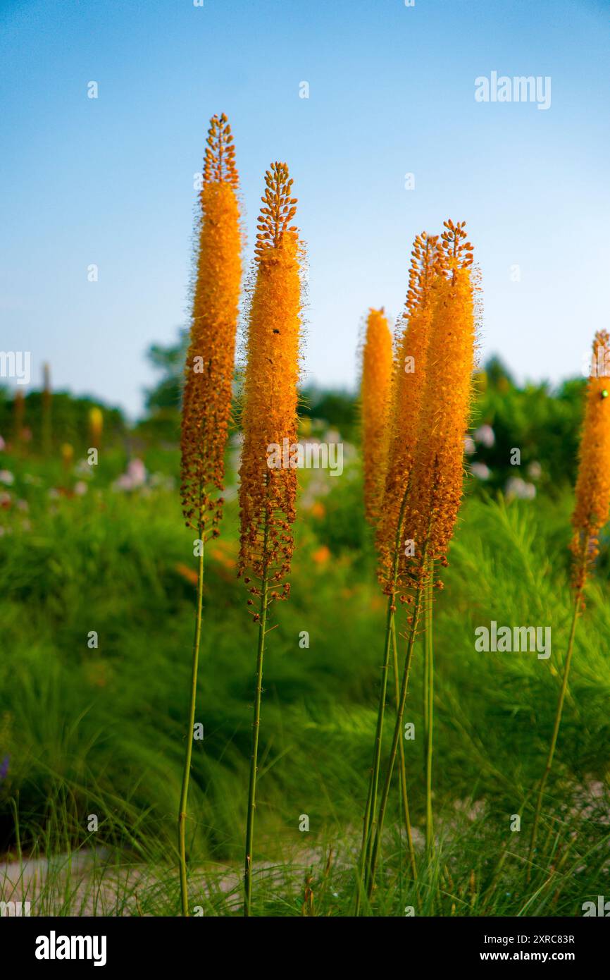 Gesteppte Kerze (Eremurus) Stockfoto