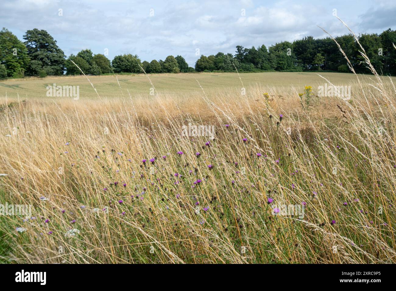 Wildblumenfeldrand, Wildblumen gepflanzt am Rand des landwirtschaftlichen Maisfeldes zur Verbesserung der Artenvielfalt, Hampshire, England, Vereinigtes Königreich Stockfoto