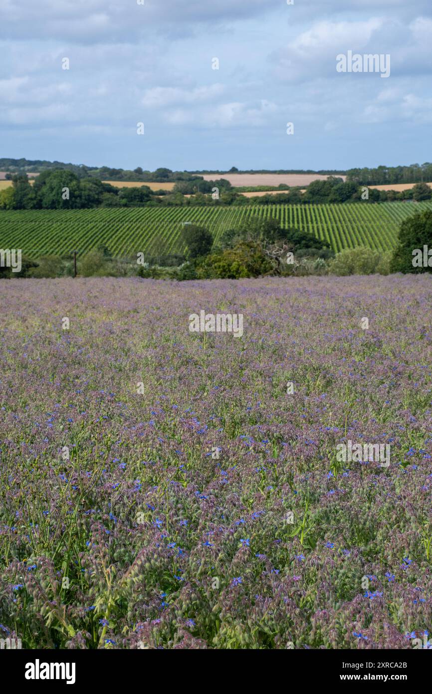 Borretschanbau auf dem Feld in Hampshire, England, Vereinigtes Königreich, mit bunten lila blauen Blüten im August oder Sommer, Landwirtschaft, Landwirtschaft Stockfoto