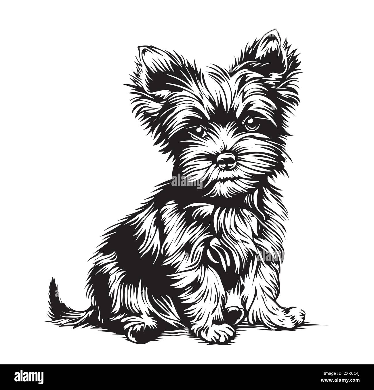 Yorkie Hund Yorkshire Terrier, Hundeporträt Stock Vektor