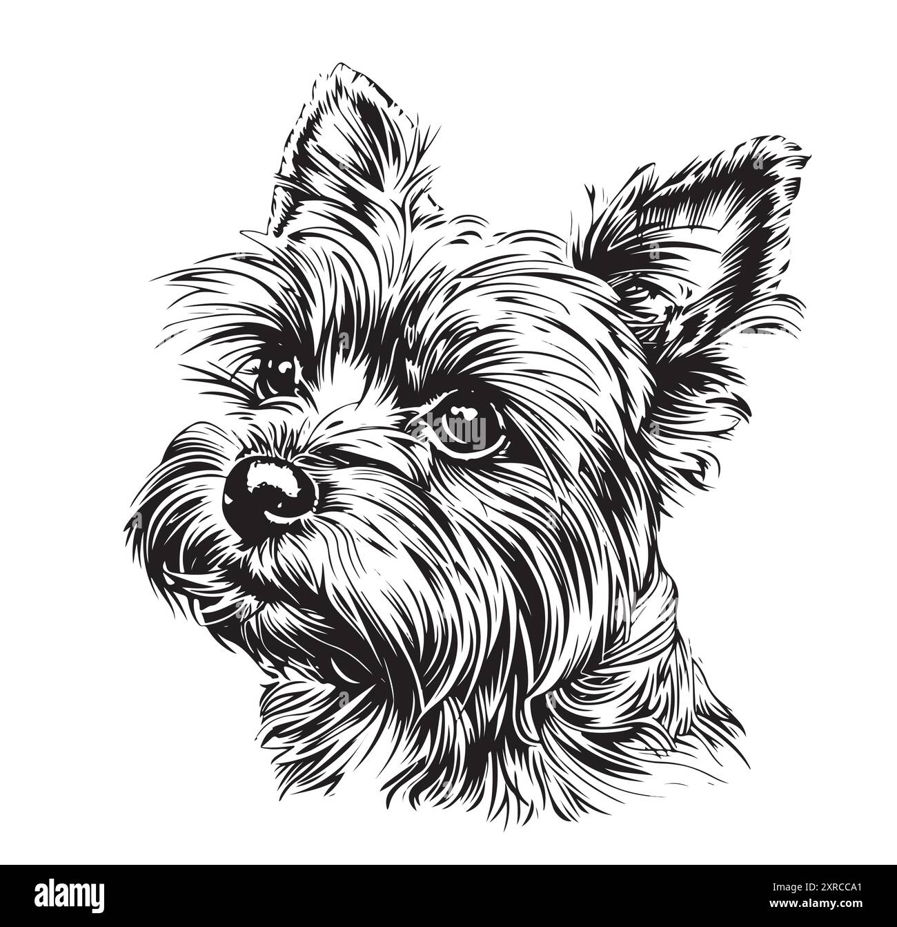 Yorkie Hund Yorkshire Terrier, Hundeporträt Vektor-Illustration Stock Vektor