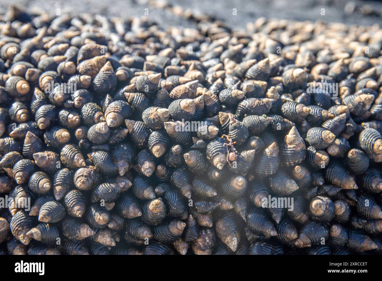 Viele Meeresschnecken auf einem Felsen bei Ebbe Stockfoto