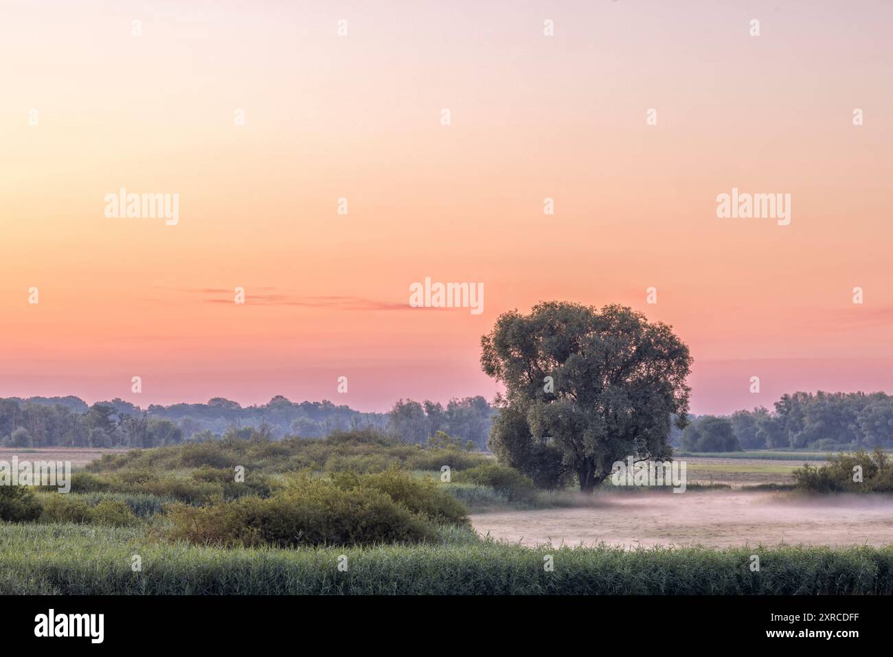 Morgenstimmung im Elbvorland bei Brackede/Bleckede Stockfoto