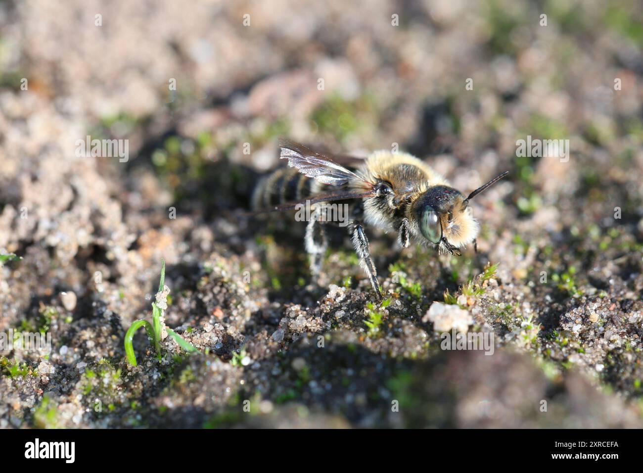 Männchen der Hoplitis adunca-Biene Stockfoto