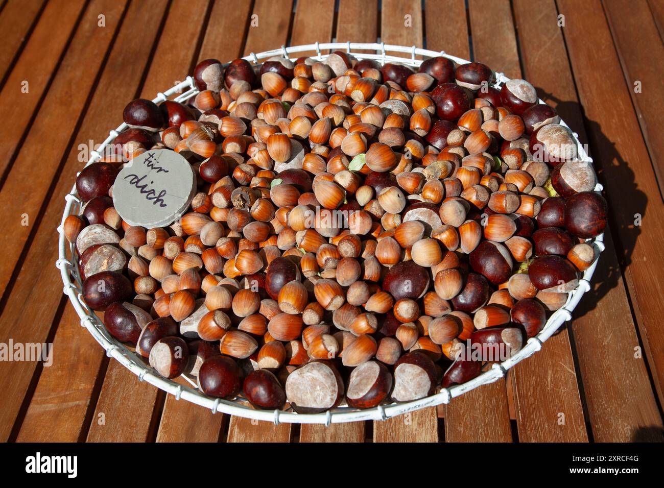 Viele reife braune Haselnüsse und Kastanien in einem weißen Drahtkorb auf einem braunen Holztisch im Sonnenlicht, auf einem kleinen grauen Kreis ist für Sie als Botschaft geschrieben Stockfoto