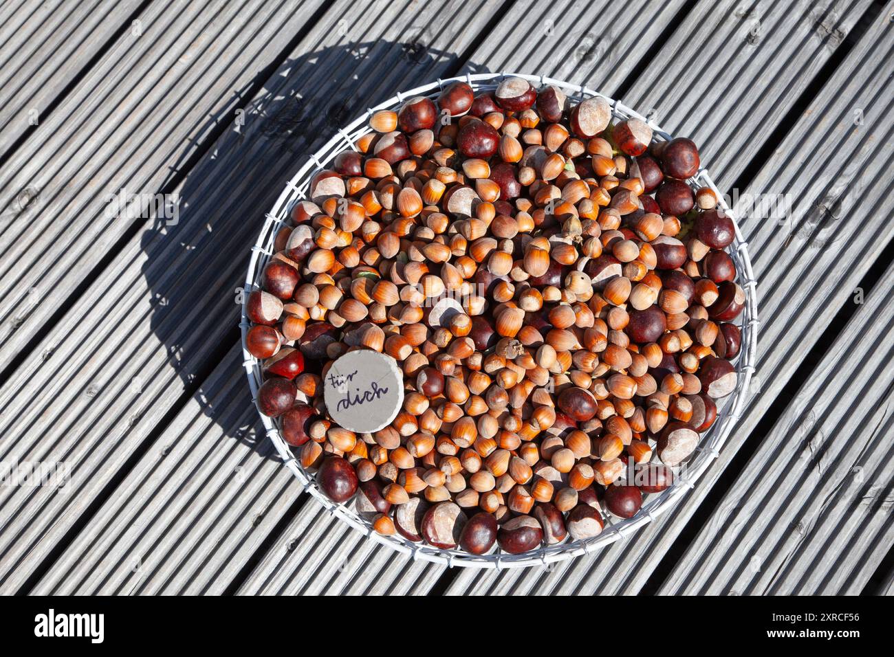 Viele reife braune Haselnüsse und Kastanien in einem weißen Drahtkorb auf einer hölzernen Terrasse im Sonnenlicht, auf einem kleinen grauen Kreis ist für Sie als Hinweis geschrieben Stockfoto