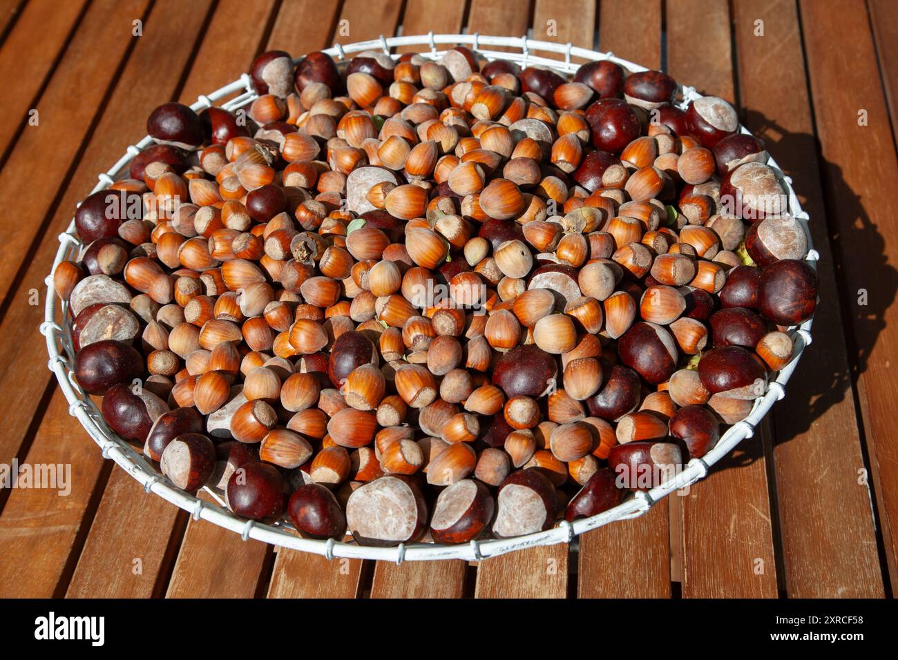 Viele reife braune Haselnüsse und Kastanien in einem weißen Drahtkorb auf einer hölzernen Terrasse im Sonnenlicht Stockfoto