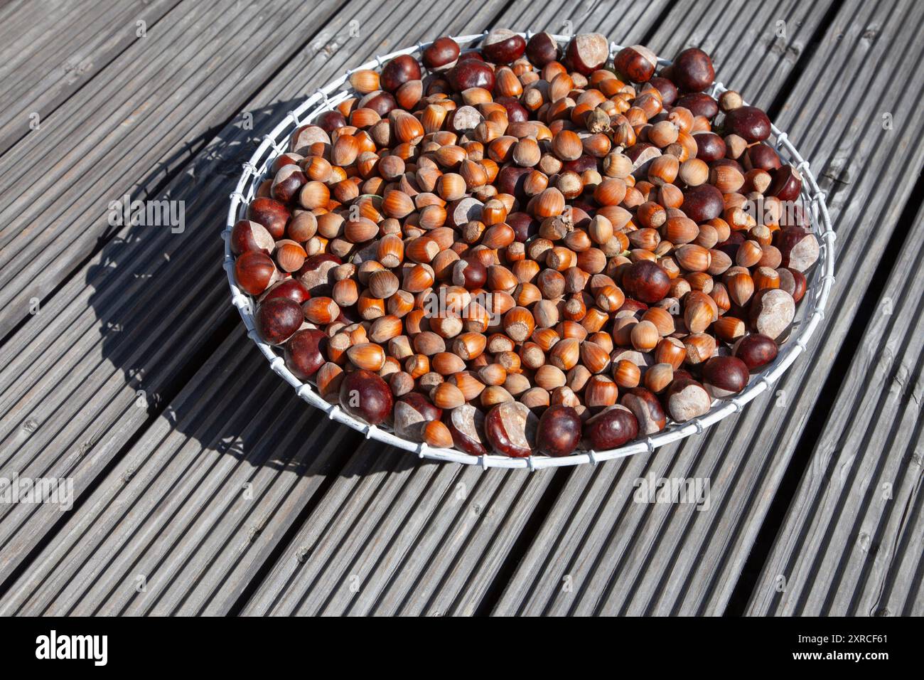 Viele reife braune Haselnüsse und Kastanien in einem weißen Drahtkorb auf einer hölzernen Terrasse im Sonnenlicht Stockfoto