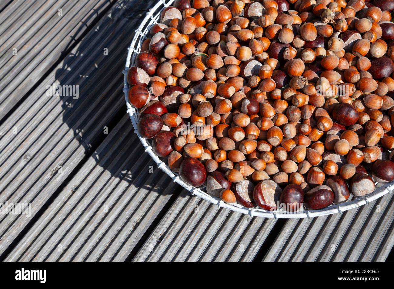 Viele reife braune Haselnüsse und Kastanien in einem weißen Drahtkorb auf einer hölzernen Terrasse im Sonnenlicht Stockfoto