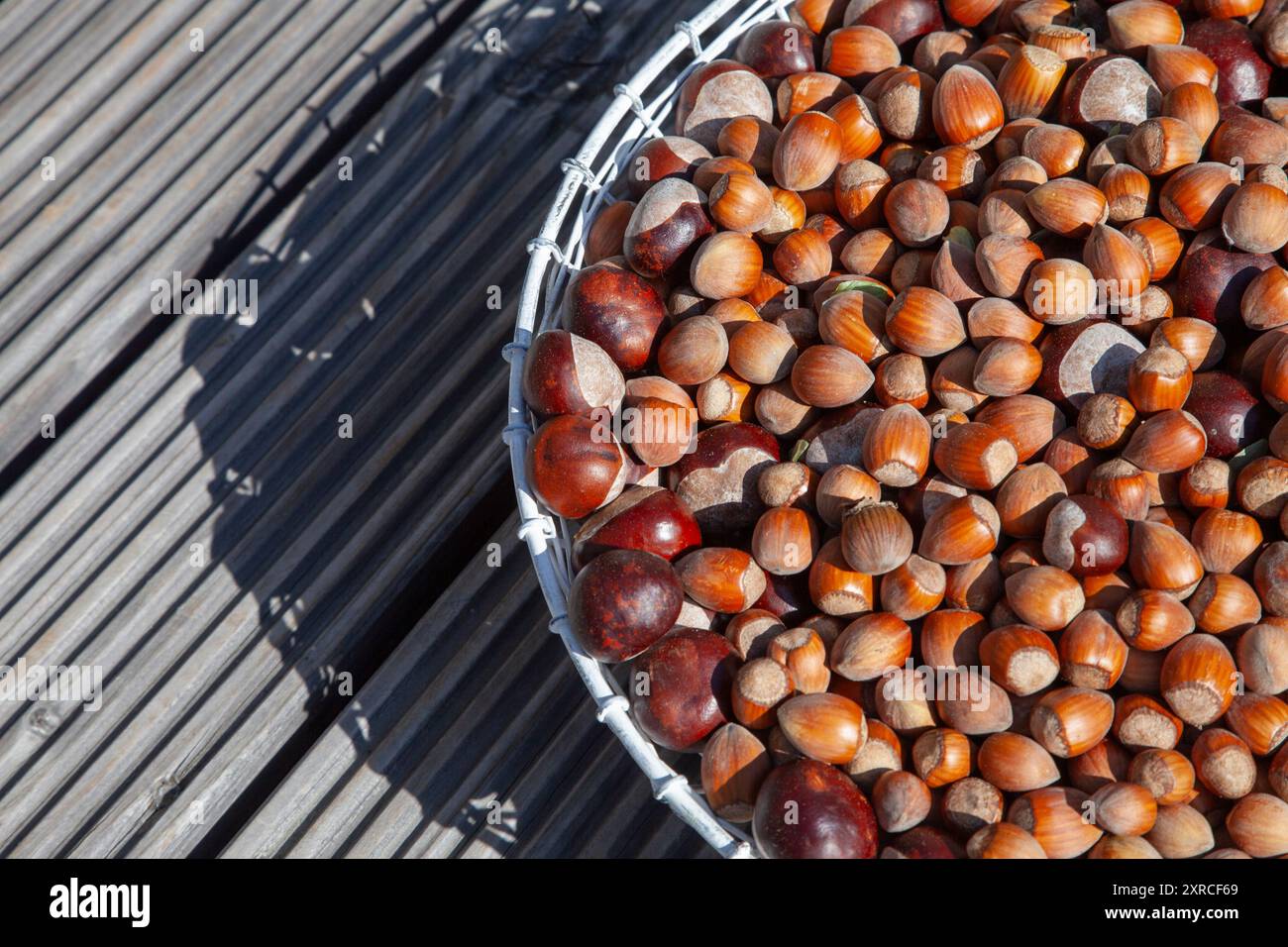 Viele reife braune Haselnüsse und Kastanien in einem weißen Drahtkorb auf einer hölzernen Terrasse im Sonnenlicht Stockfoto