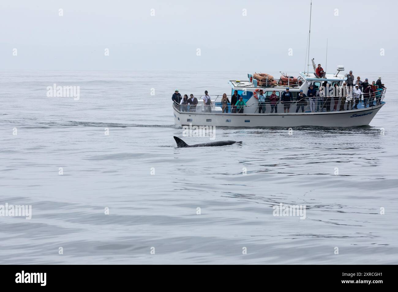 Monterey Bay, Kalifornien - 28. August 2022: Killerwale, Orcinus Orca, tauchen auf und spielen, während Walbeobachter, Touristen und Wissenschaftler von einem Boot aus beobachten Stockfoto