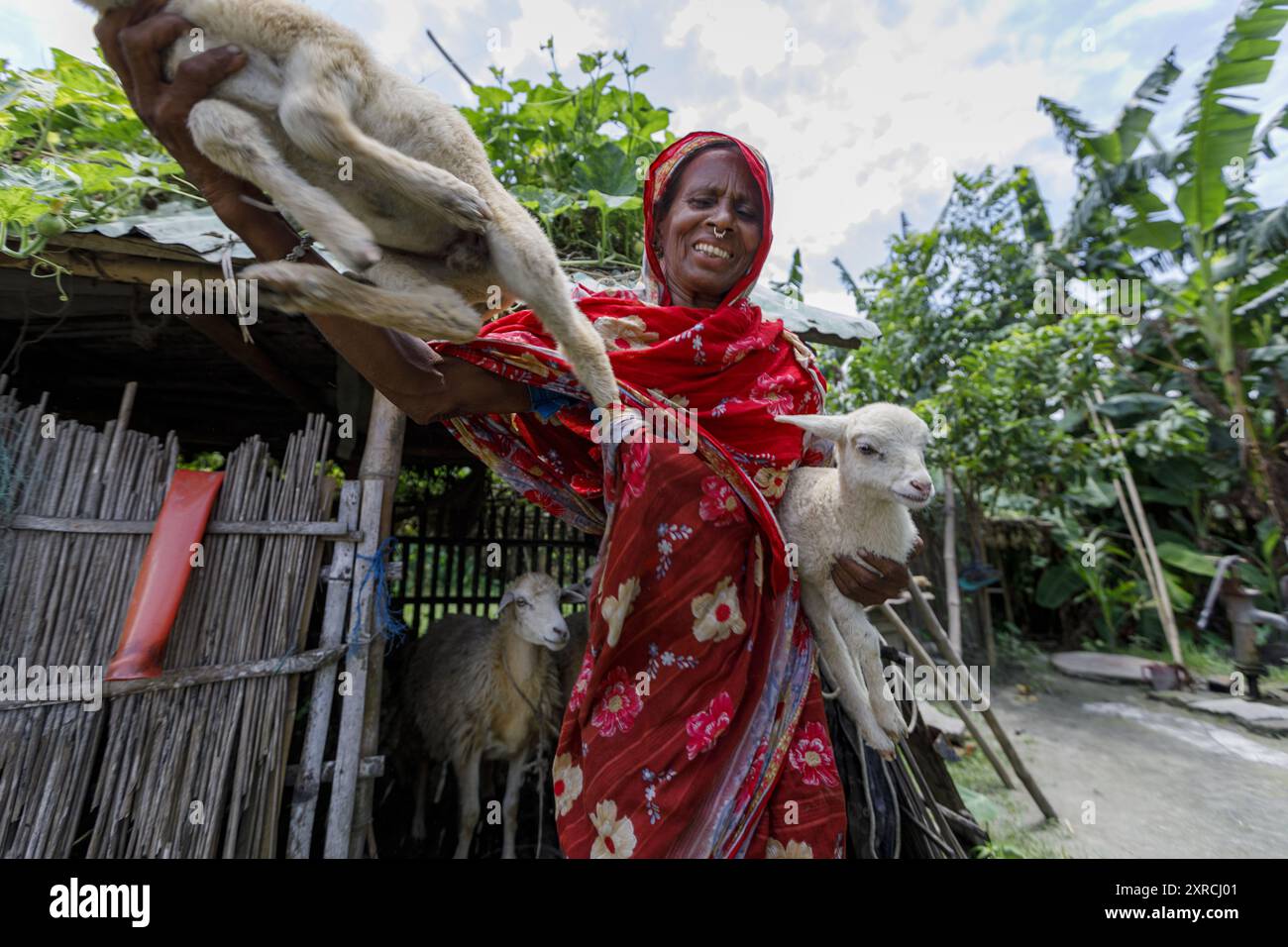 Mossamet Sakera Begum, Begünstigter des Übergangsfonds-Projekts, erfreut sich großer Erfolge in der Schafzucht. Freundschaft Klimaschutz gibt ausgewählten Nutzschafen, weil diese sich sehr schnell vermehren und weniger anfällig für Krankheiten sind als Ziegen. Sakera Begum hat ein Schaf und jetzt fünf. Sie hat auch Kühe (in einem gezüchteten Rinderstall, wie es die Freundschaftsratschläge geben). Stockfoto
