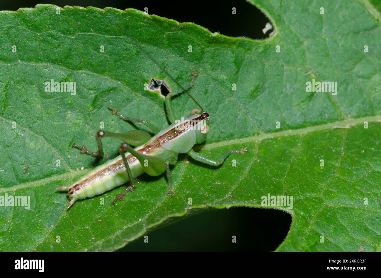 Wiese Katydid, Stamm Conocephalini, männlich Stockfoto