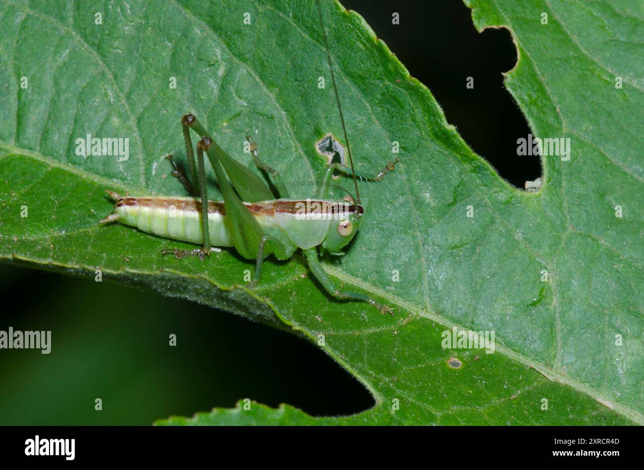 Wiese Katydid, Stamm Conocephalini, männlich Stockfoto